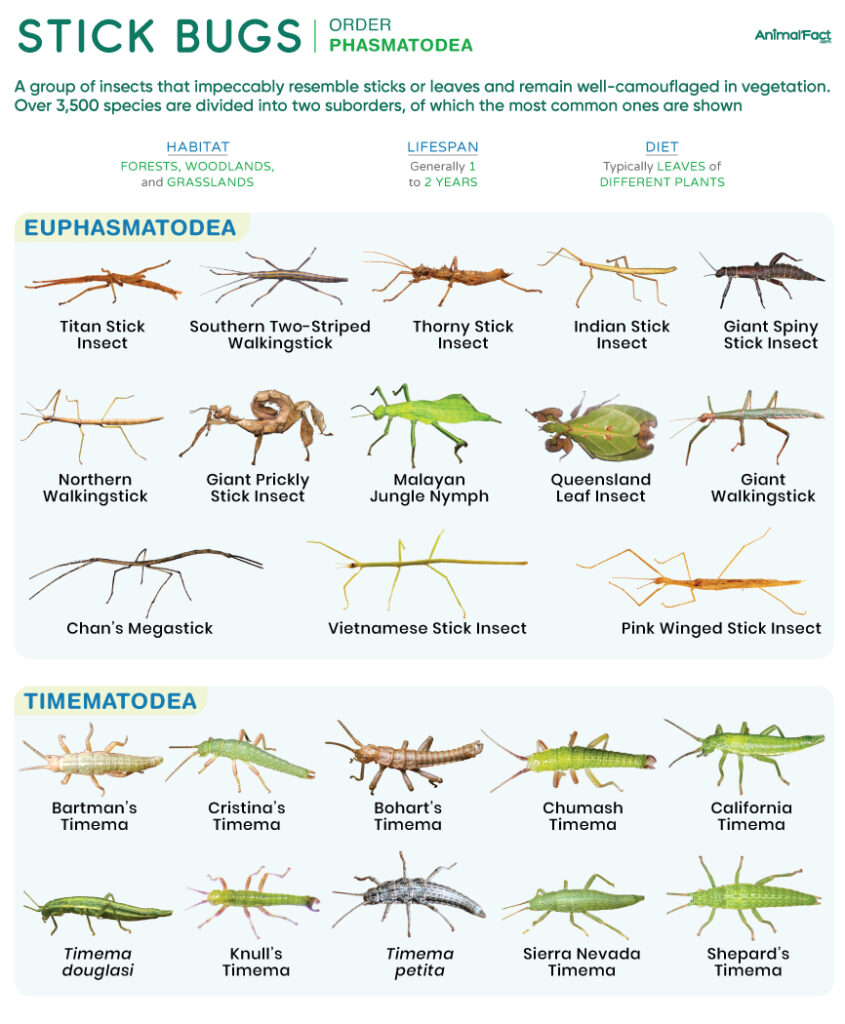 Stick Bug (Stick Insect Phasmatodea)
