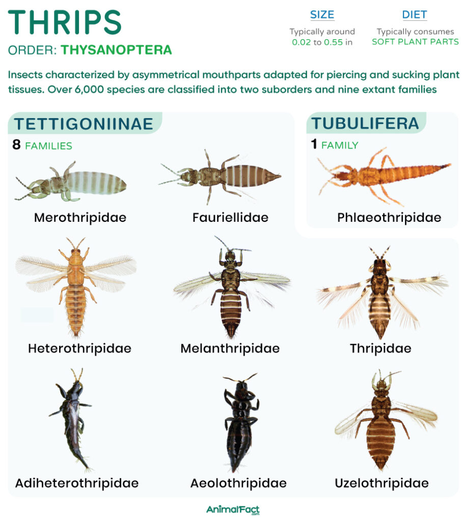 Thrips (Thysanoptera)