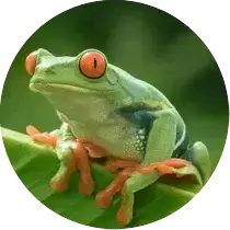 Amphibian Image
