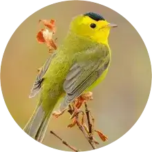 Bird Image