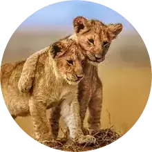 Mammal Image