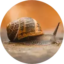 Mollusks Image