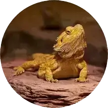 Reptile Image
