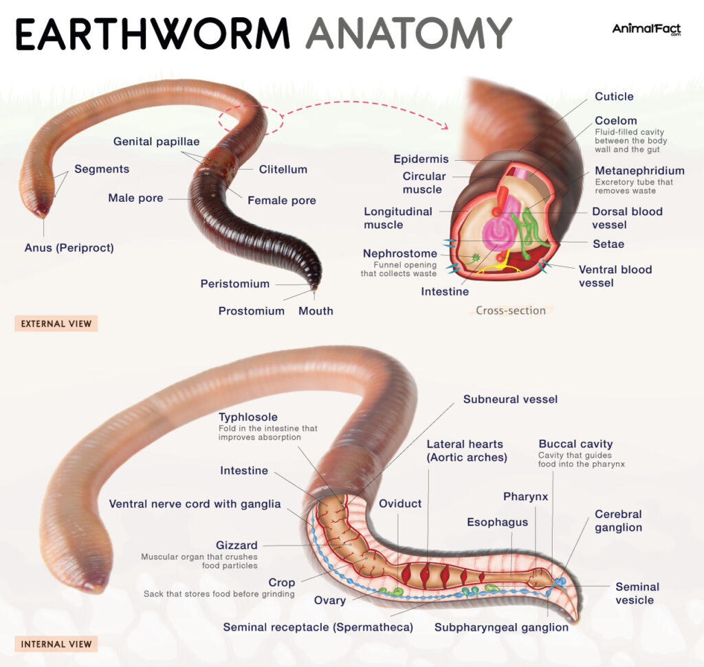 Earthworm Anatomy