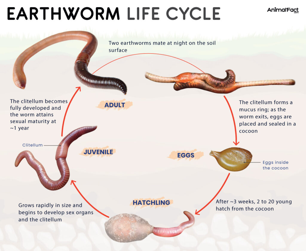 Earthworm Life Cycle