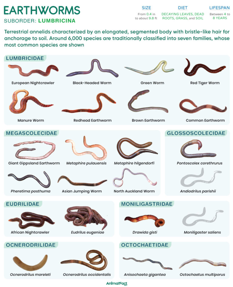 Earthworm (Types and Species)