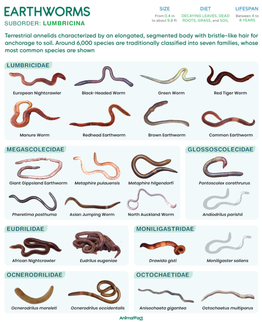 Earthworm (Types and Species)