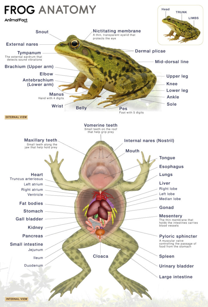 Frog Anatomy