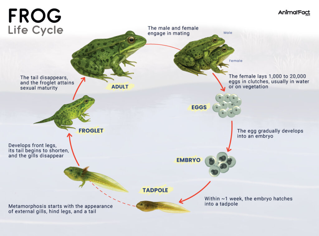 Frog Life Cycle