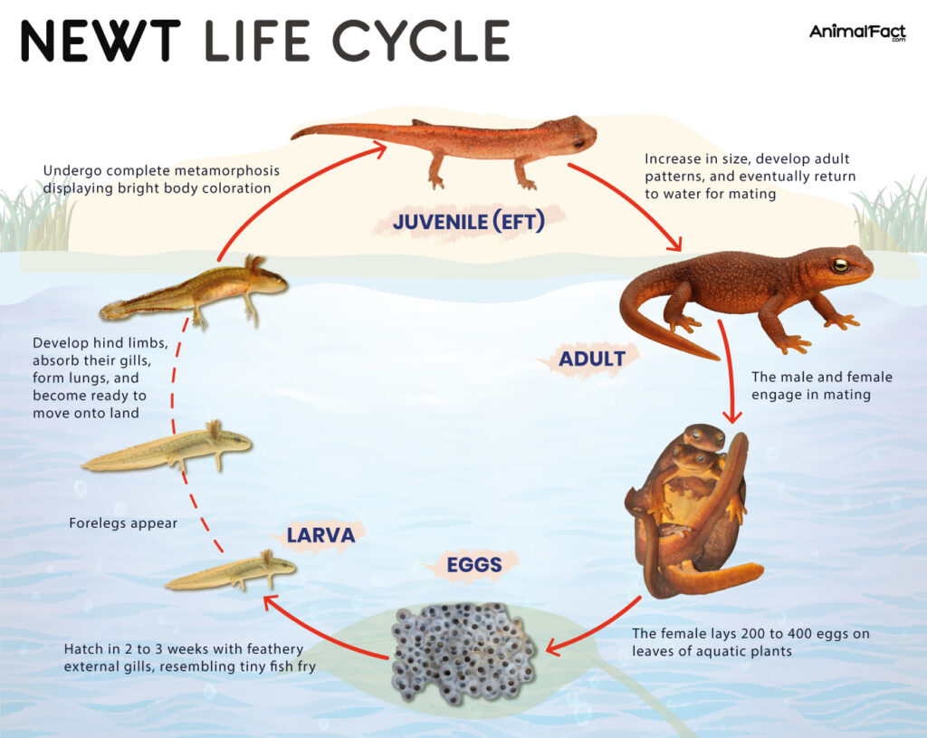 Newt Life Cycle