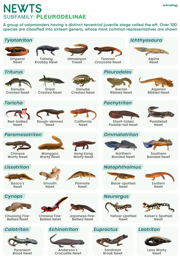 Newt (Types and Species)