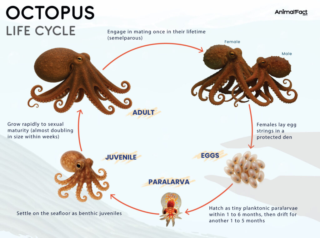 Octopus Life Cycle