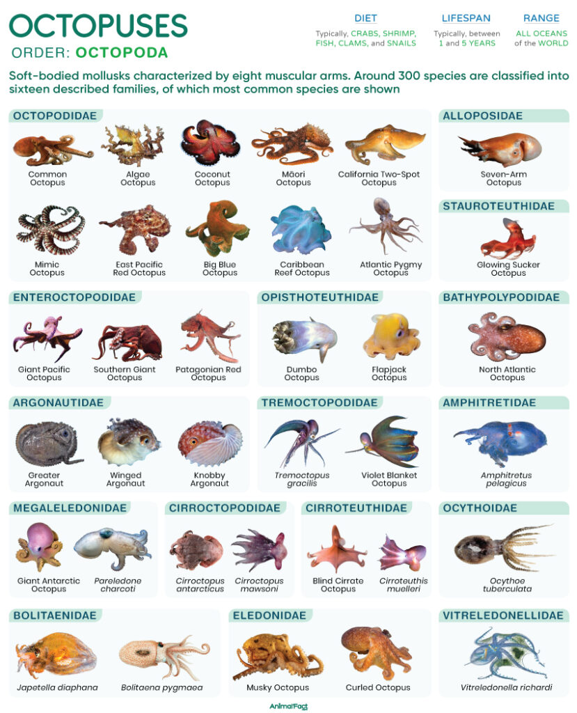 Octopus (Octopodes and Octopoda)