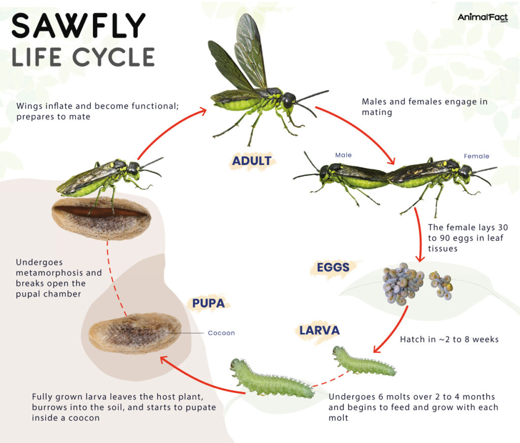 Sawfly Life Cycle