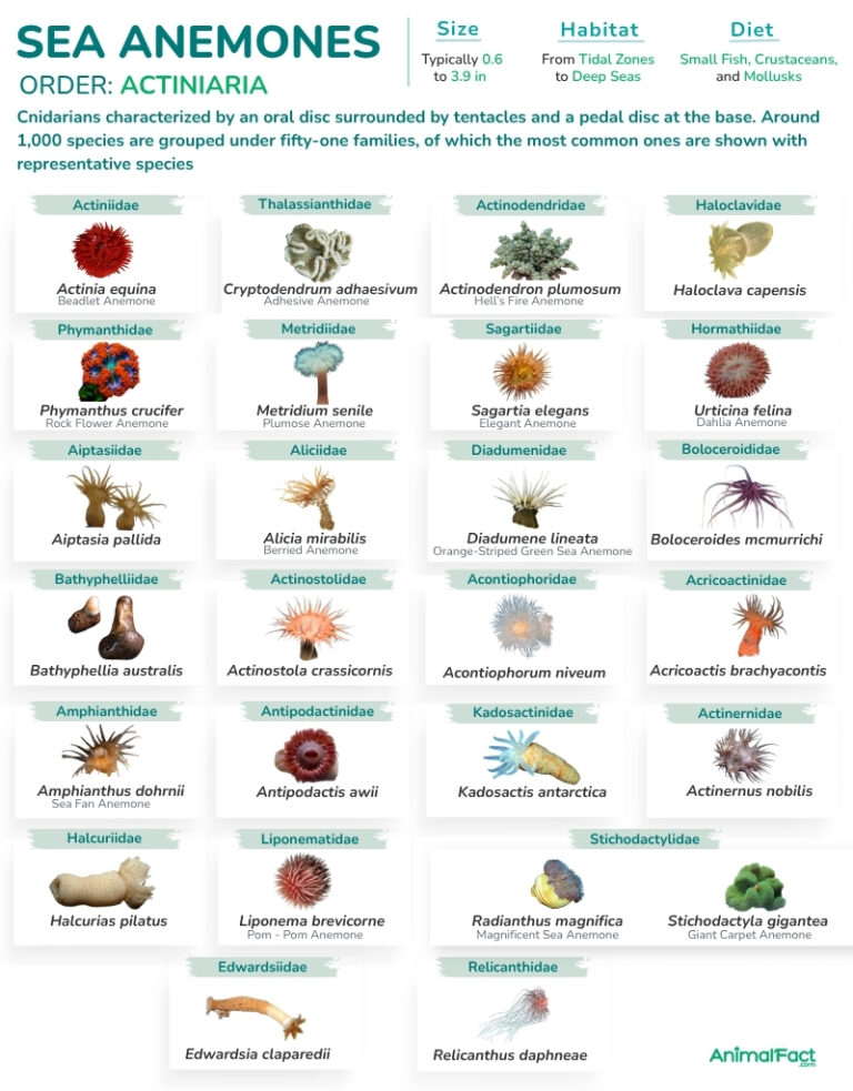 Sea Anemone (Actiniaria and Types)