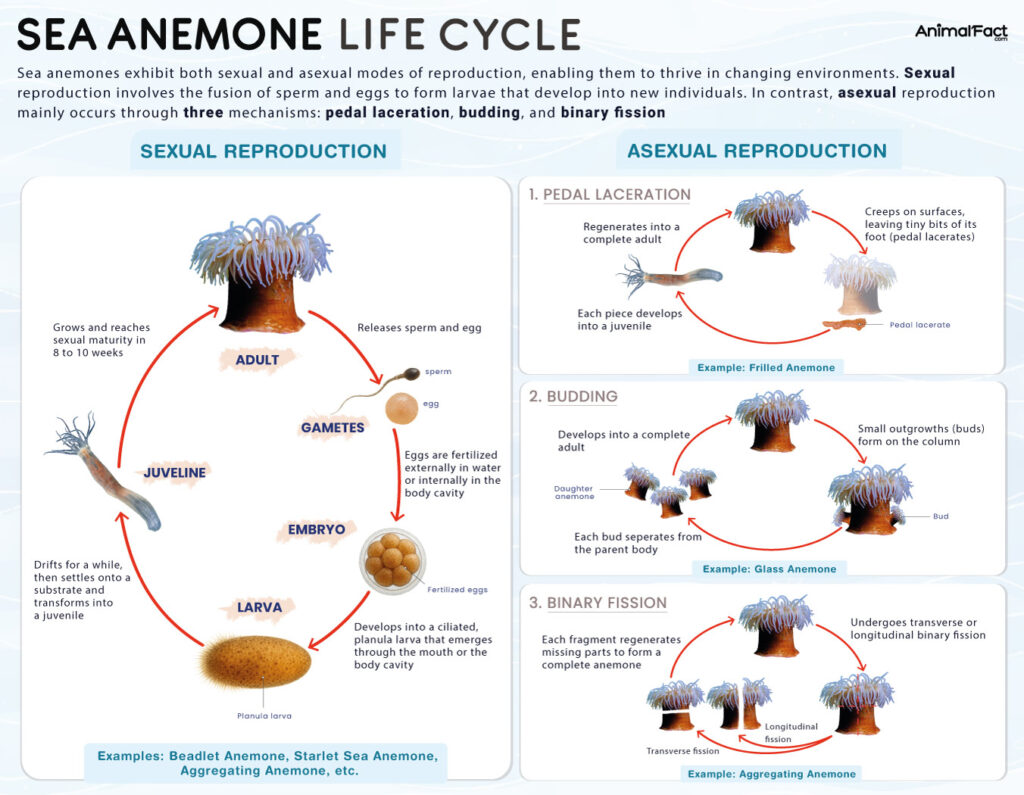 Sea Anemone Life Cycle