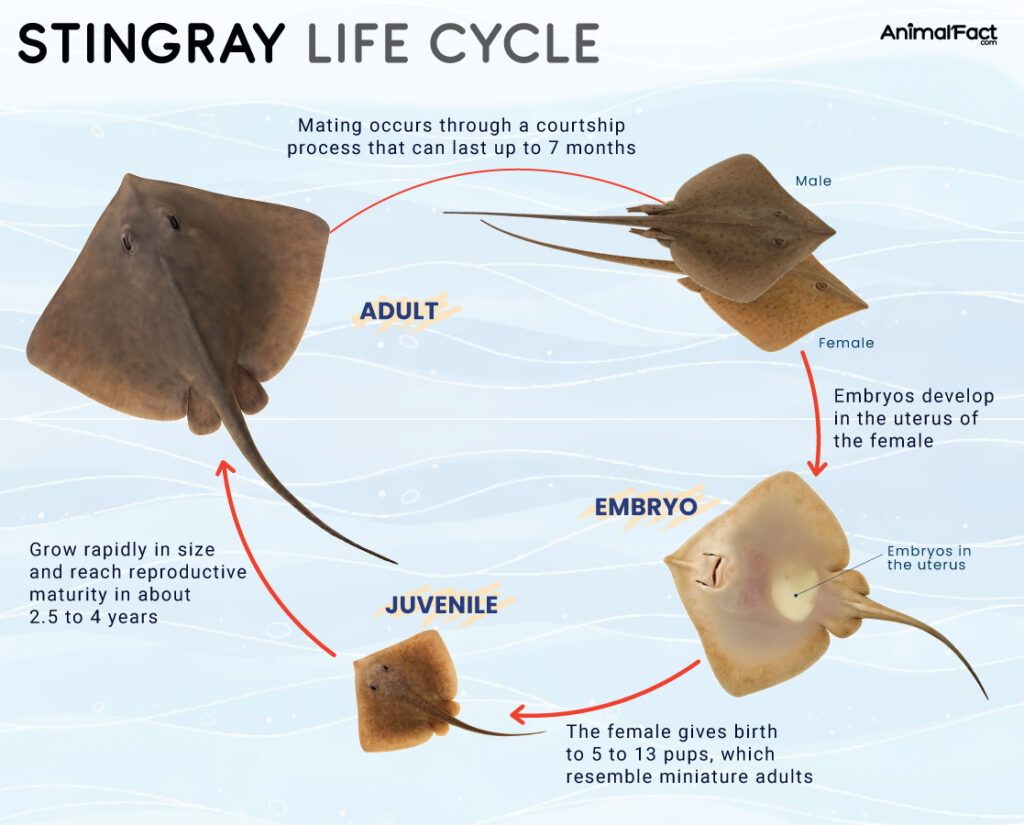 Stingray Life Cycle