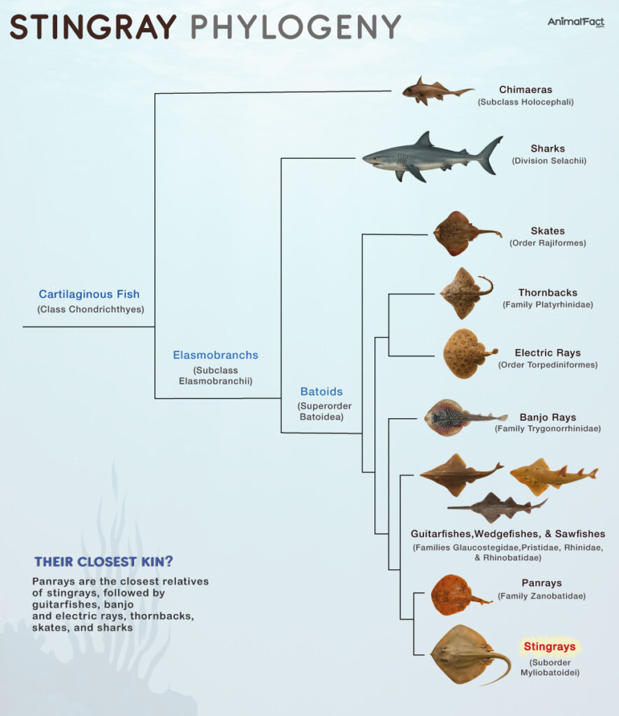 Stingray Relatives