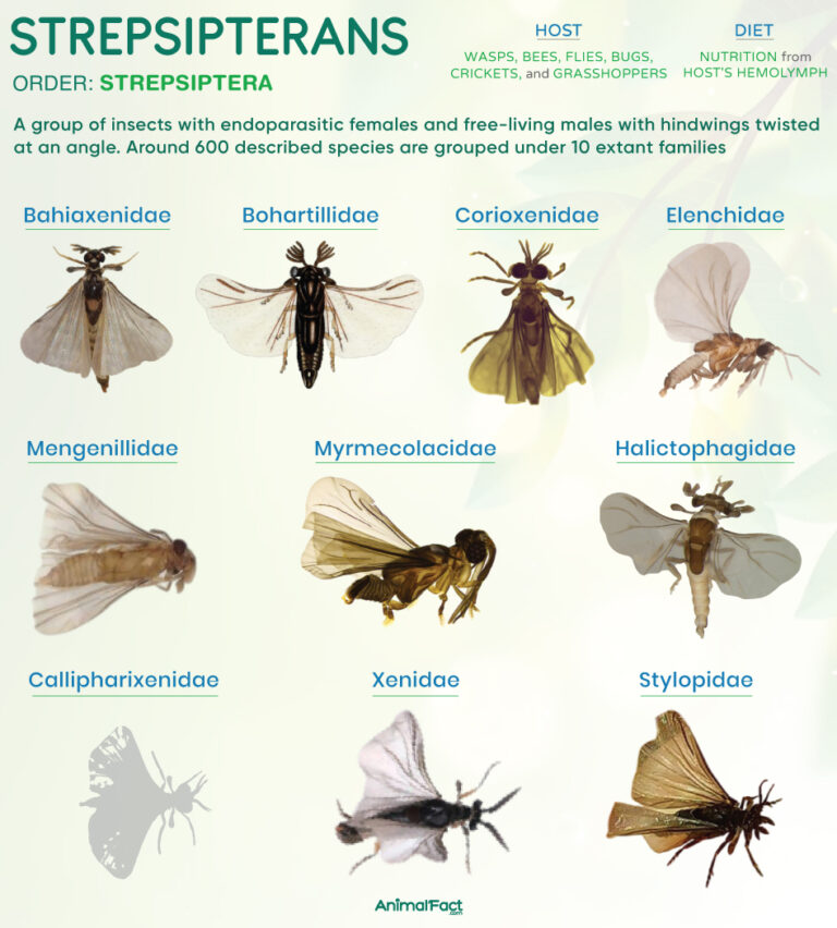 Strepsiptera (Twisted Winged Parasites and Twisted Wing Insects)
