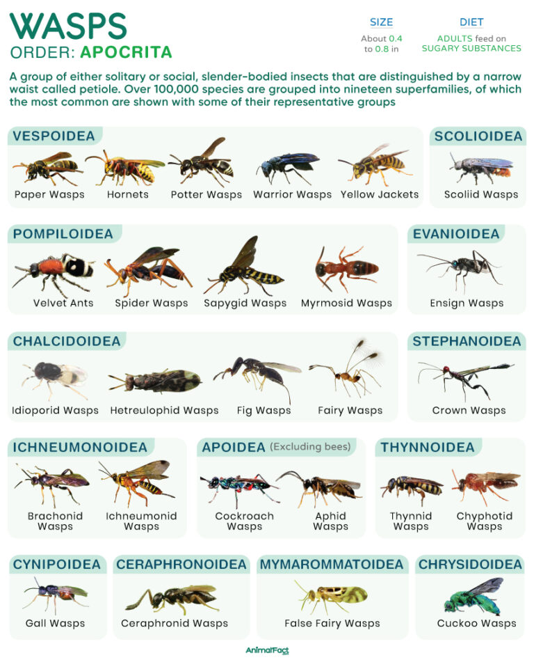 Wasps (Types and Apocrita)