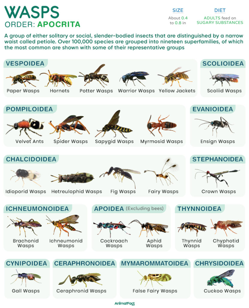 Wasps (Types and Apocrita)