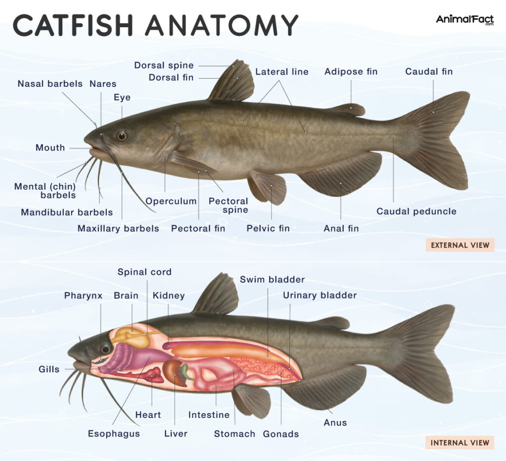 Catfish Anatomy