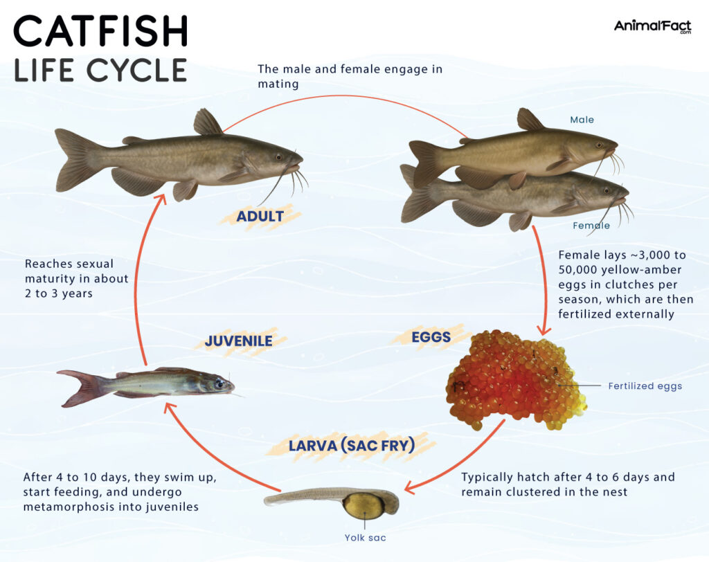 Catfish Life Cycle
