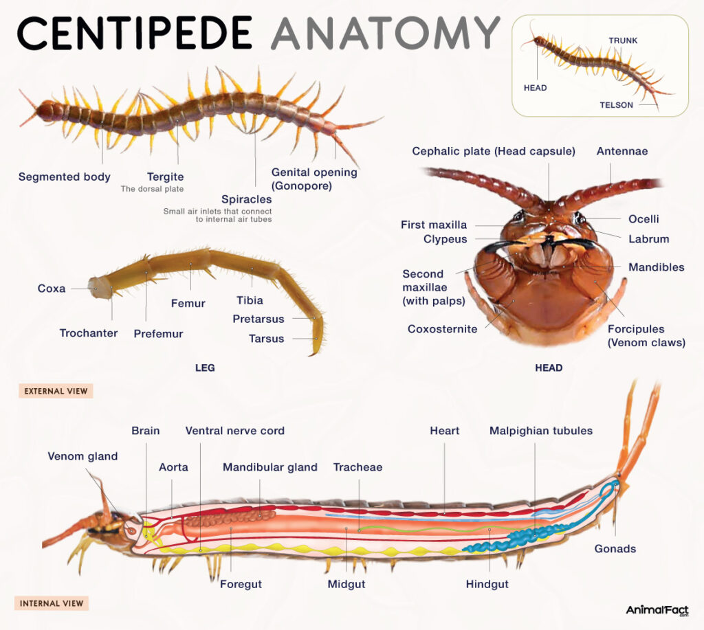Centipede Anatomy