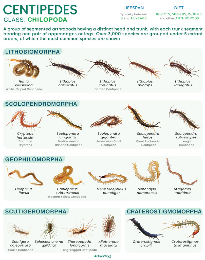 Centipede (Chilopoda)