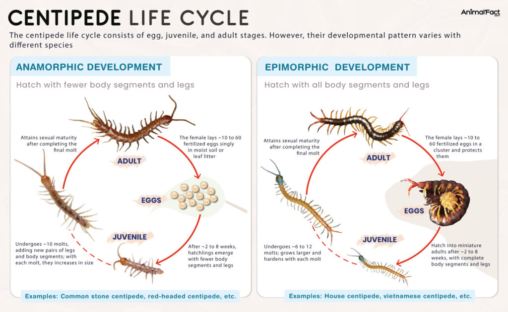 Centipede Life Cycle