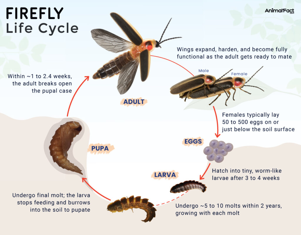 Firefly Life Cycle