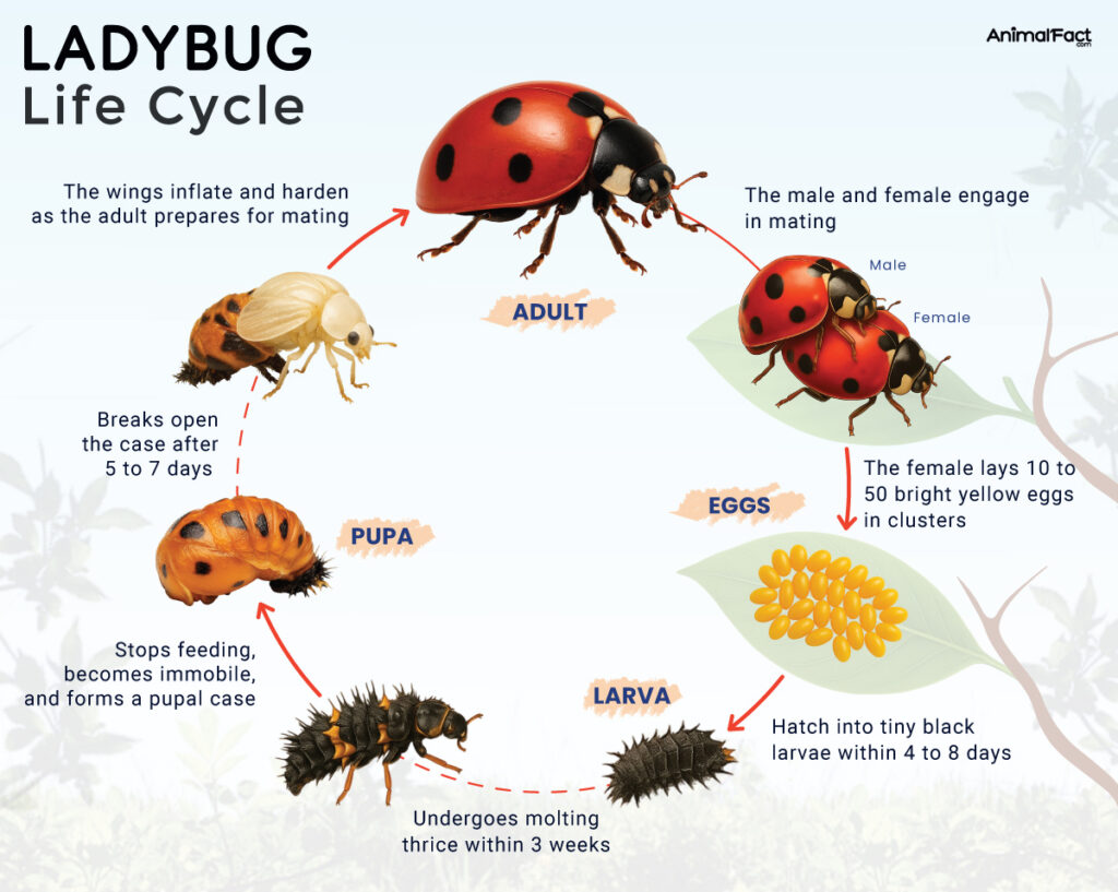Ladybug Life Cycle