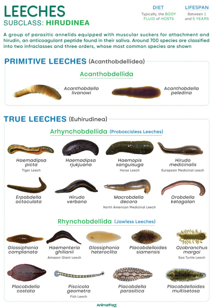 Leech (Hirudinea)