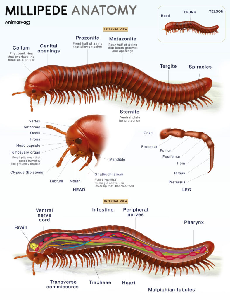 Millipede Anatomy