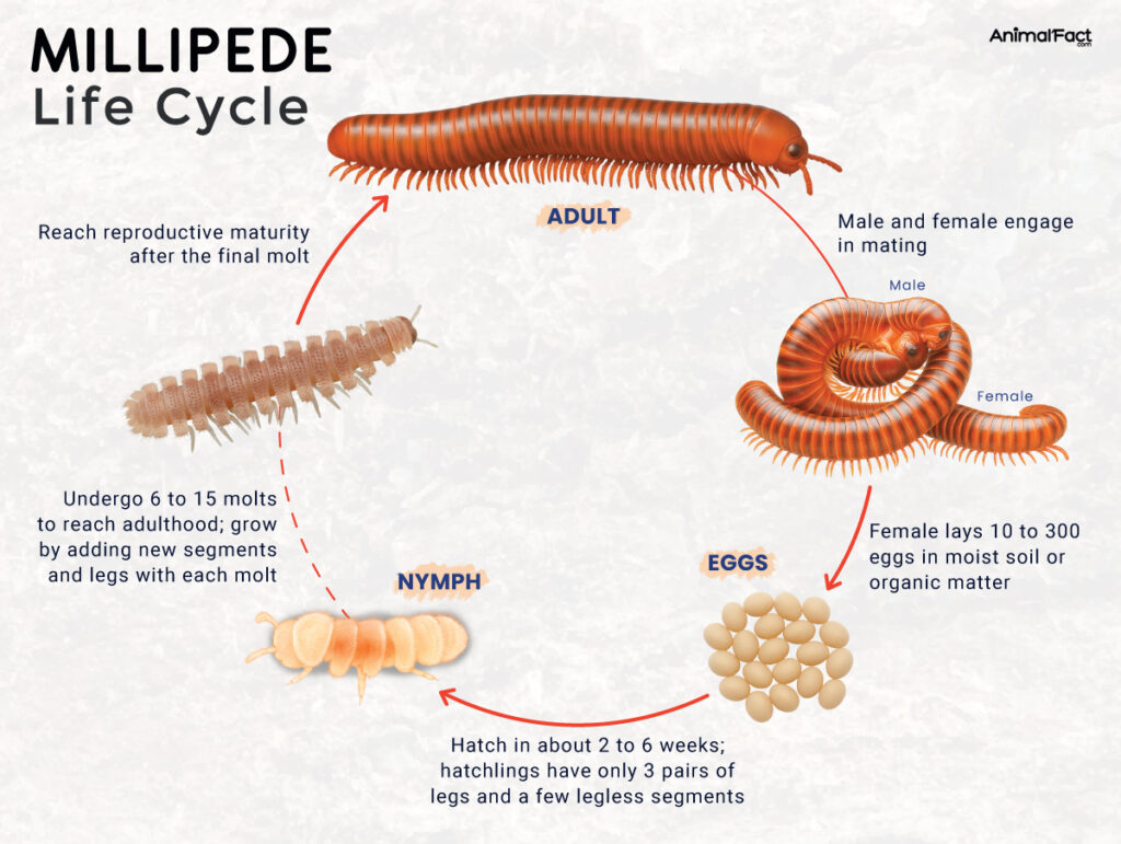 Millipede Life Cycle