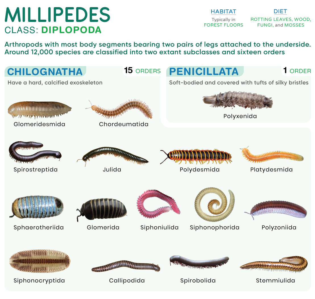 Millipede (Types and Diplopoda)