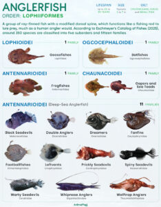 Anglerfish (Lophiiformes) Types