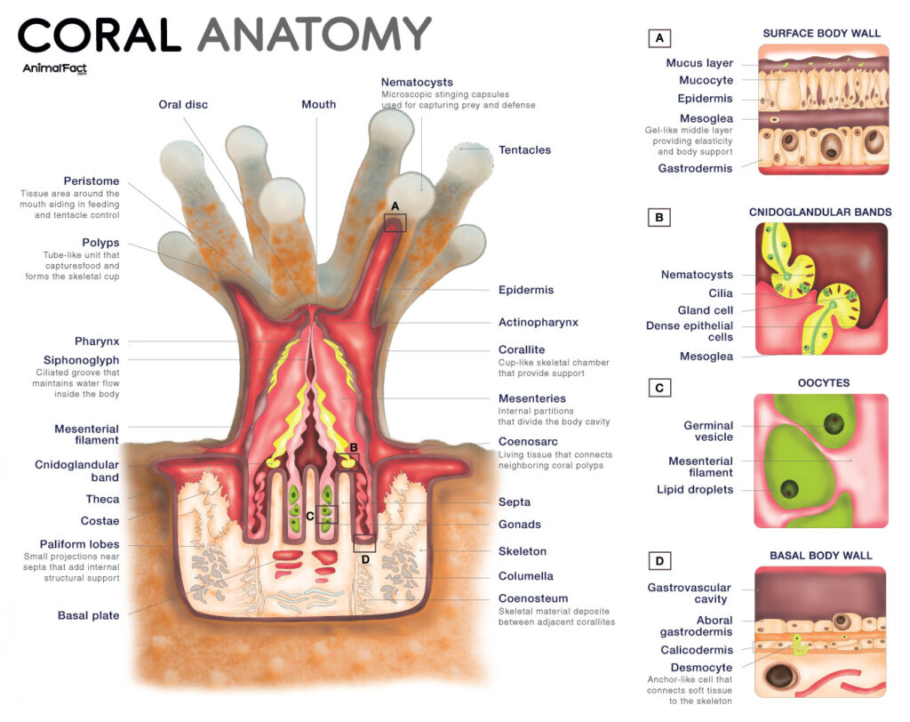 Coral Anatomy