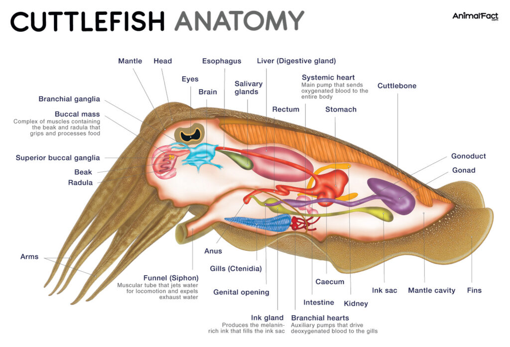 Cuttlefish Anatomy