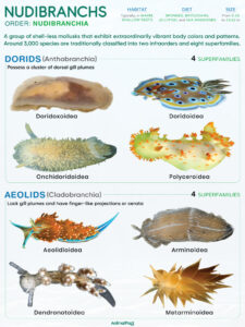 Nudibranch (Nudibranchia)