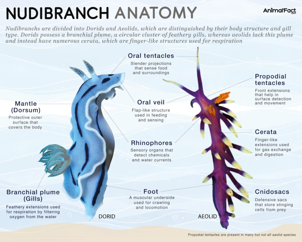 Nudibranch Sea Slug Anatomy