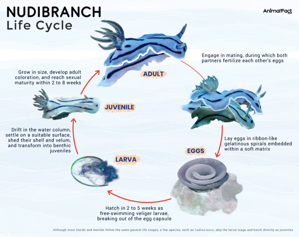 Nudibranch Sea Slug Life Cycle