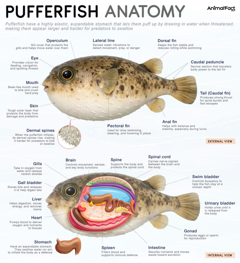 Pufferfish Anatomy