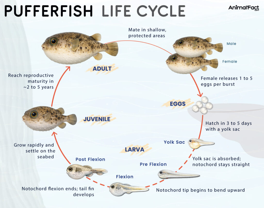 Pufferfish Life Cycle