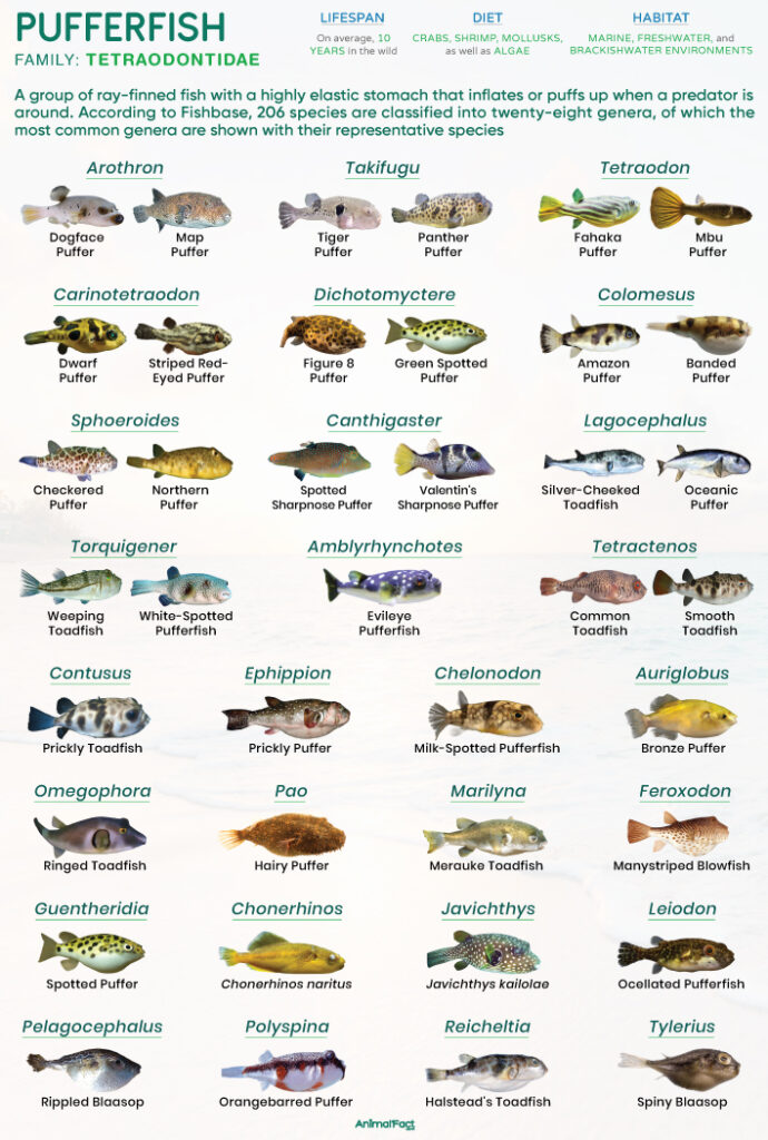 Pufferfish Types (Tetraodontidae)