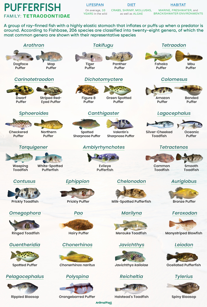 Pufferfish Types (Tetraodontidae)