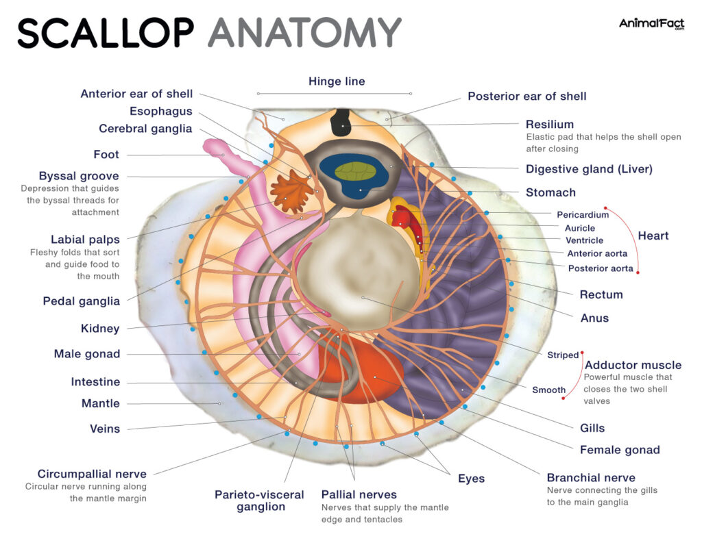 Scallop Anatomy