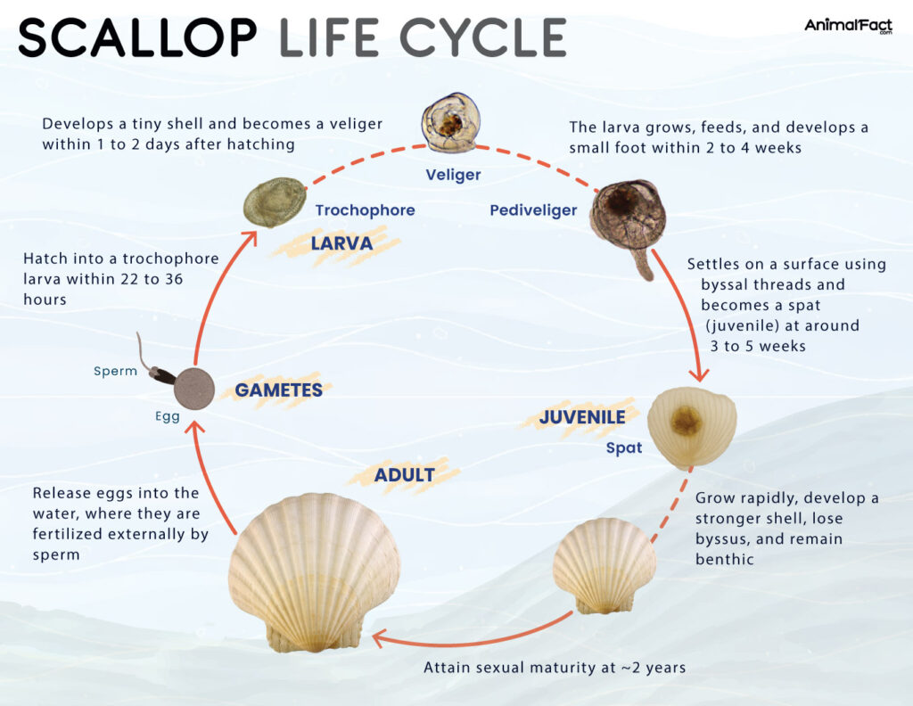 Scallop Life Cycle