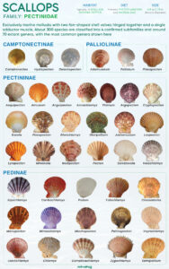 Scallop (Types and Pectinidae)