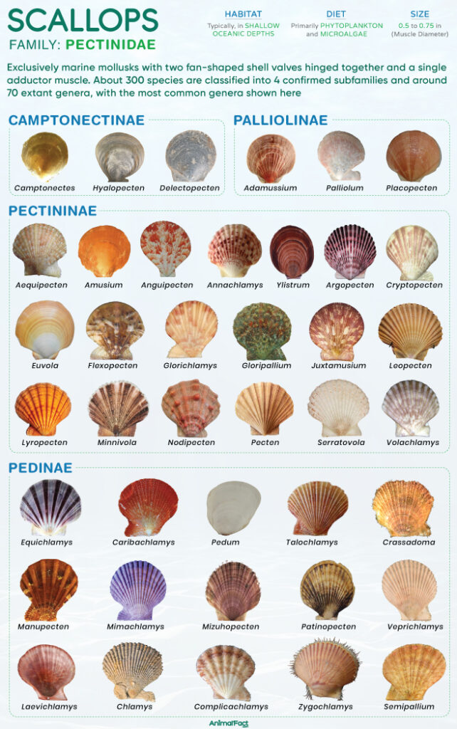 Scallop (Types and Pectinidae)